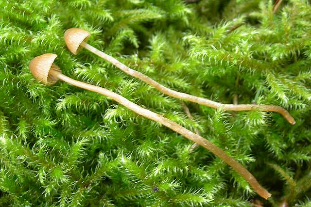 Galerina  cephalotricha     Kuhner